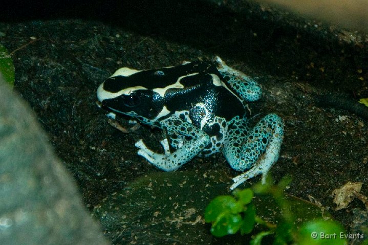 DSC_6941.jpg - The Vancouver Aquarium: exhibition on frogs